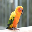 Input image of a bird from CIFAR10