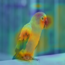 Class activation map of the bird image