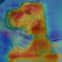 Class activation map of a dog image after 5 epochs