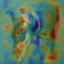 Class activation map of the same dog image after 50 epochs