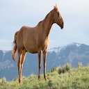 Input image of a horse from CIFAR10