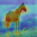 Class activation map of the horse image